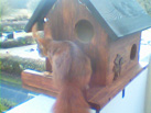 Hoernchencam
