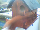 Hoernchencam
