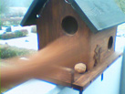 Hoernchencam